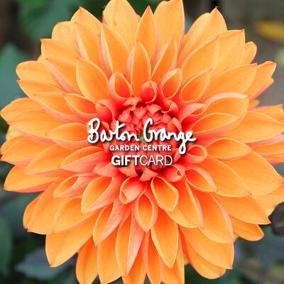 £50 Orange Dahlia Design Gift Card